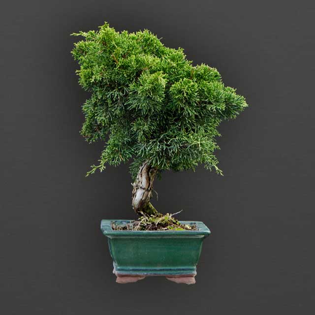 slider-pflanzenhilfe-bonsai-mobile