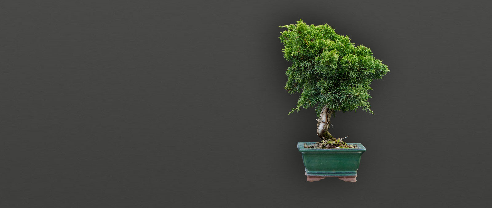 slider-pflanzenhilfe-bonsai