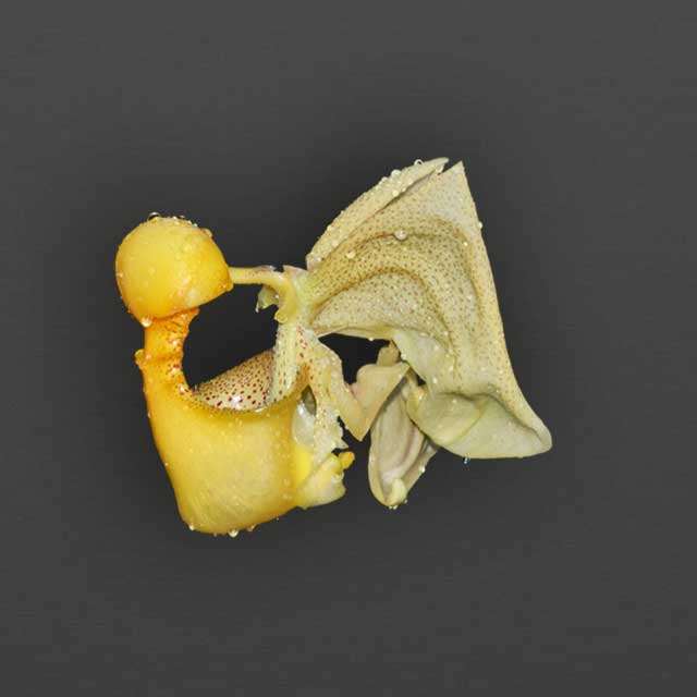 slider-pflanzenhilfe-orchidee-mobile