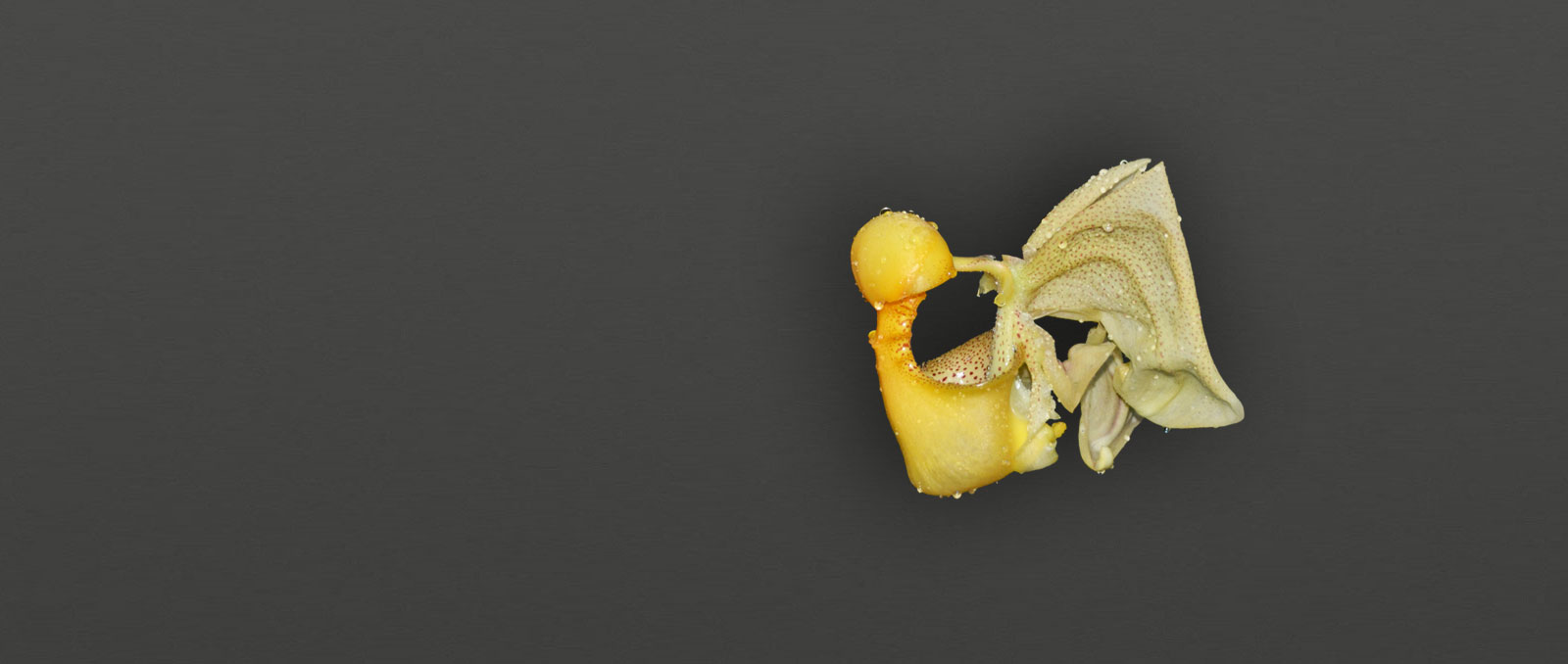 slider-pflanzenhilfe-orchidee