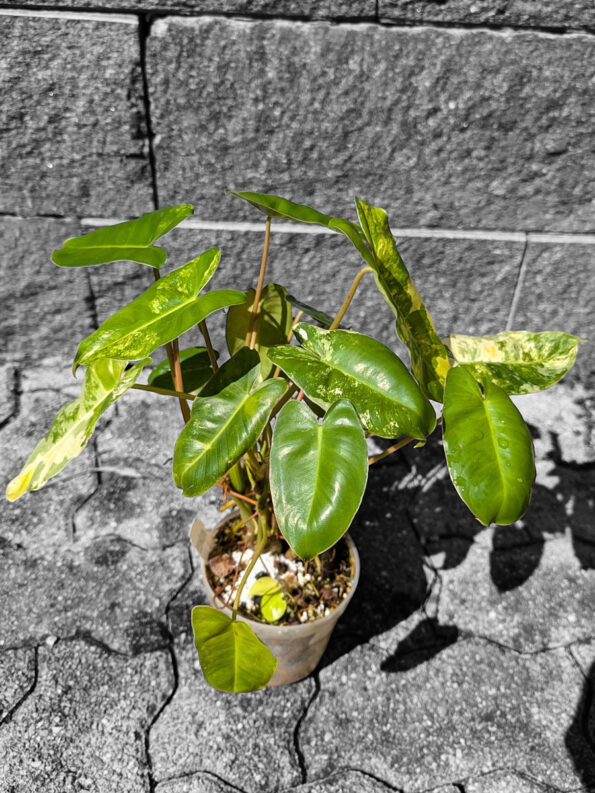 Philodendron 'Burle Marx Variegata'
