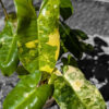Philodendron 'Burle Marx Variegata' – Bild 2
